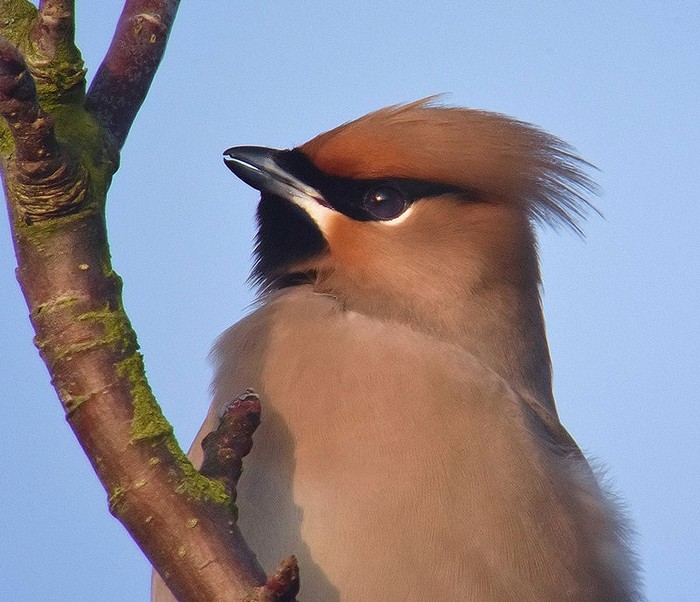 Waxwing