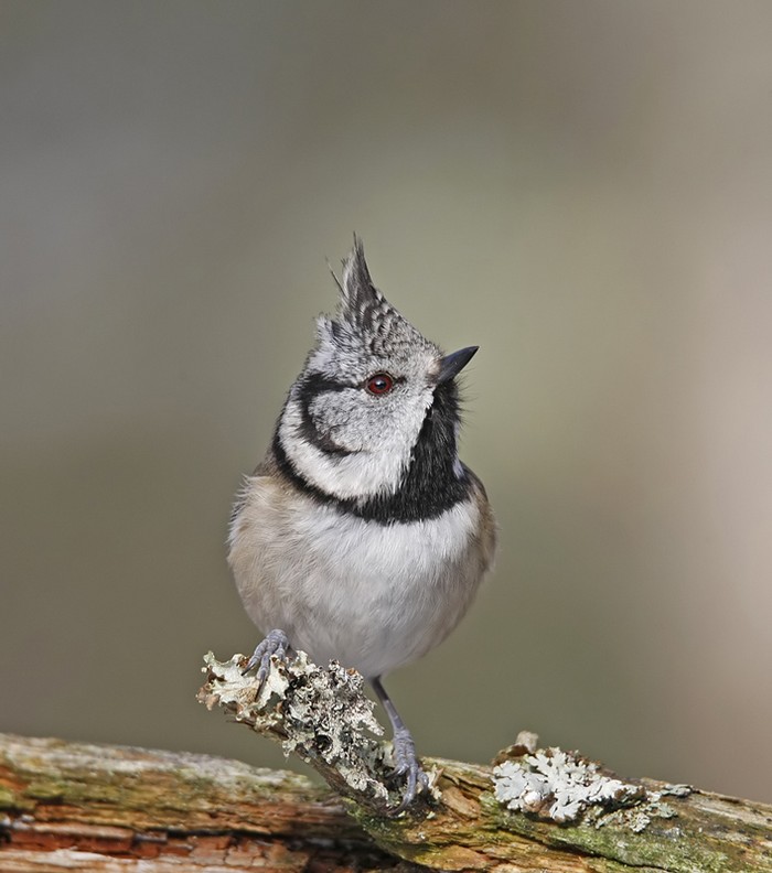 Crested Tit