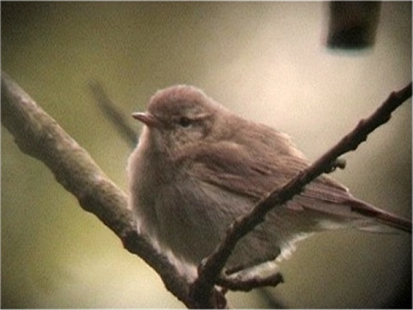 Iberian Chiffchaff