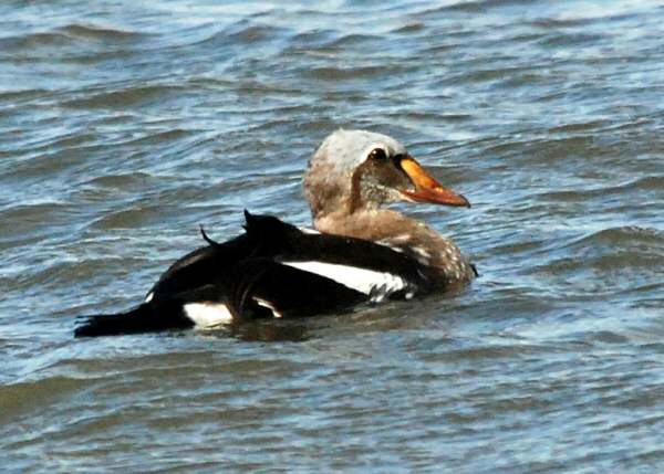 King Eider