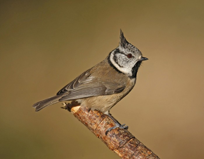 Crested Tit
