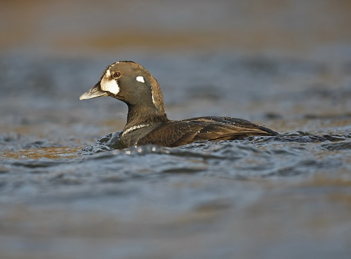 Harlequin Duck