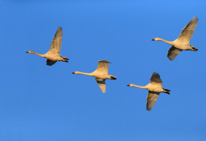 Bewick's Swan