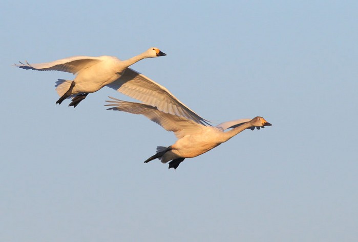 Bewick's Swan