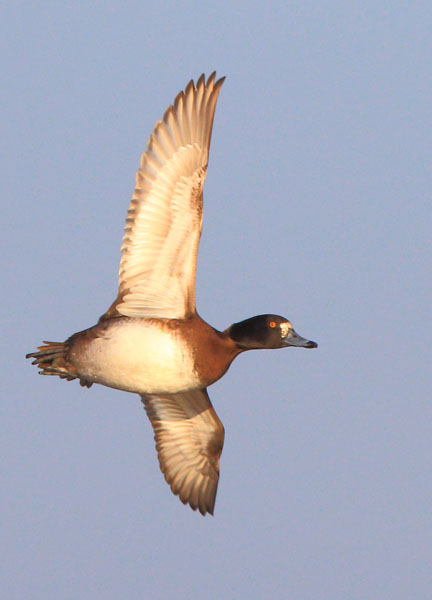 Tufted Duck