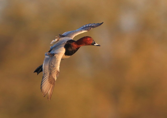 Pochard