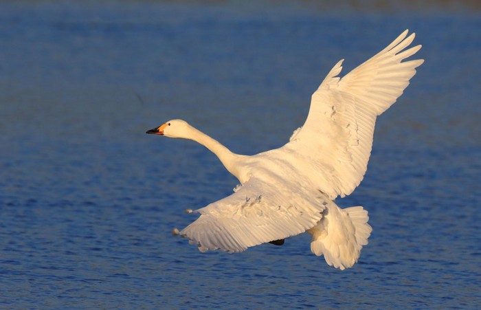 Bewick's Swan