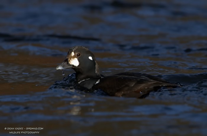 Harlequin Duck