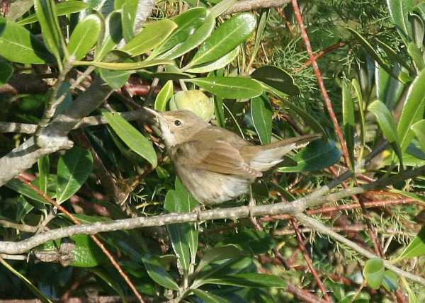 Blyth's Reed Warbler
