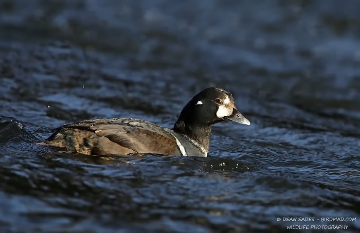 Harlequin Duck