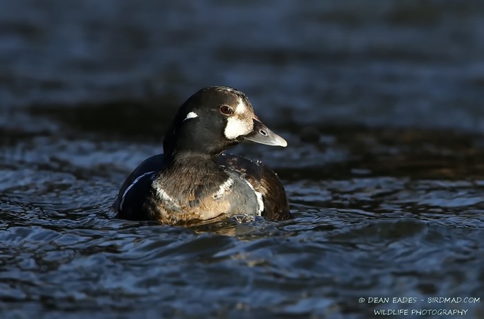Harlequin Duck