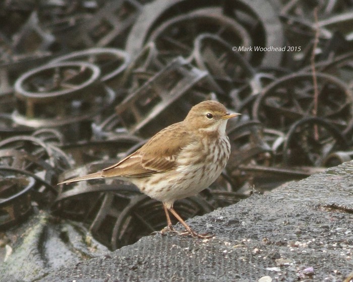 Water Pipit