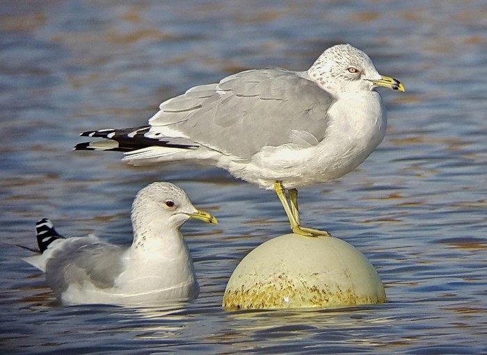 Ring-billed Gull
