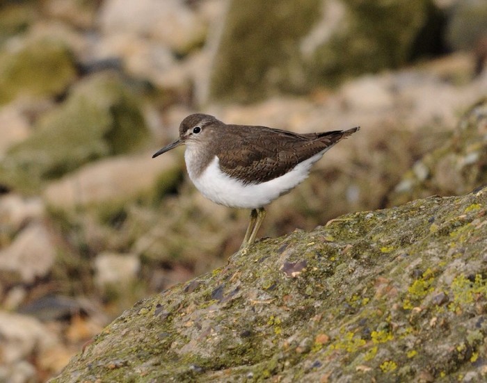 Common Sandpiper