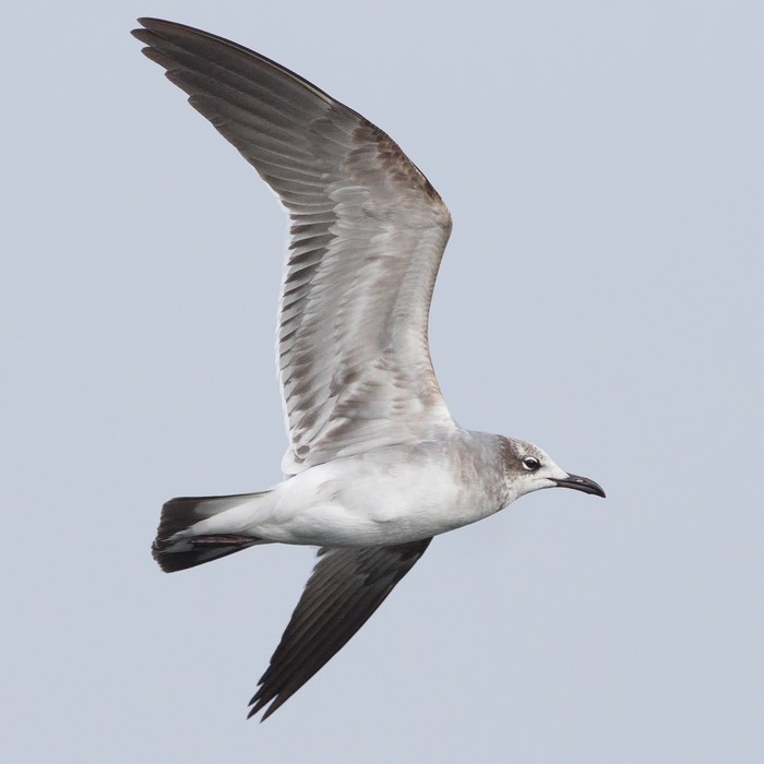 Laughing Gull