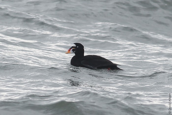 Surf Scoter