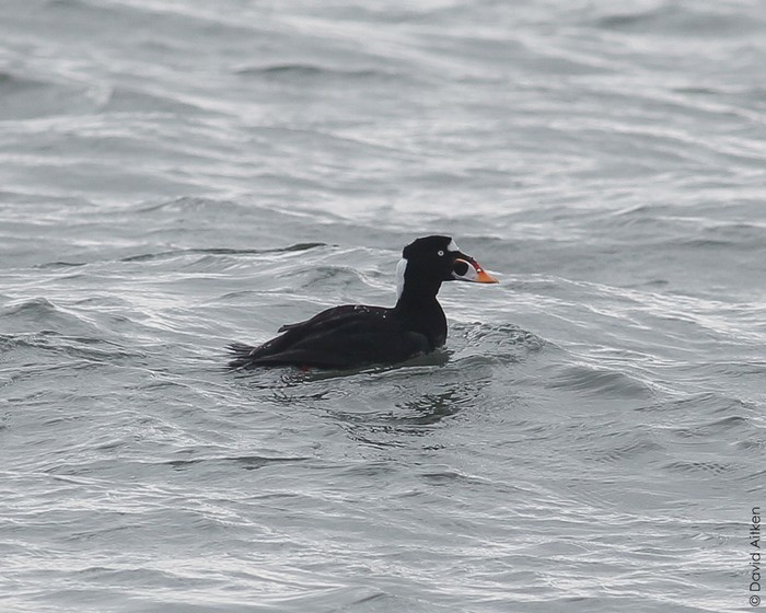 Surf Scoter