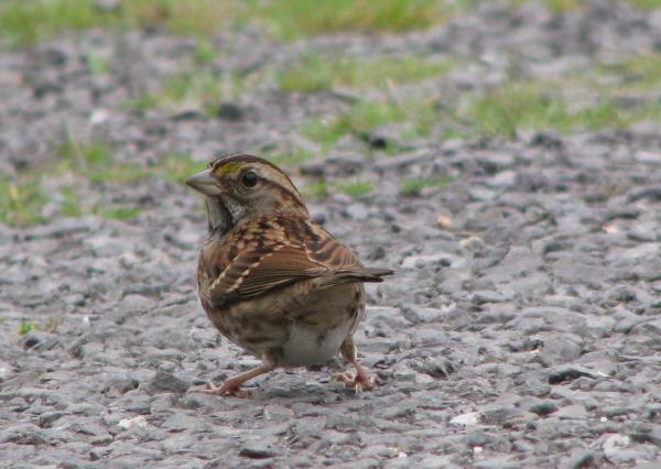 White-throated Sparrow