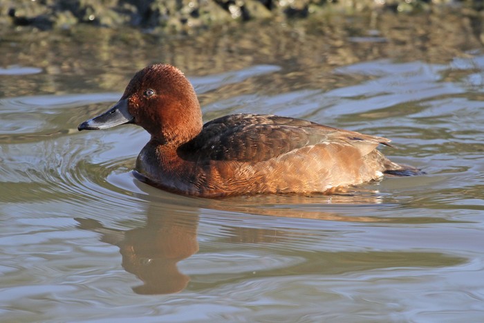 Ferruginous Duck