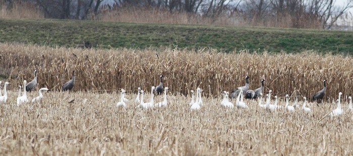 Common Crane