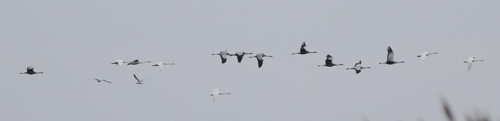 Common Crane
