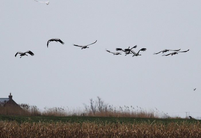 Common Crane
