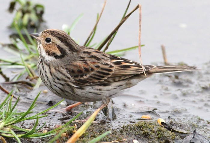 Little Bunting
