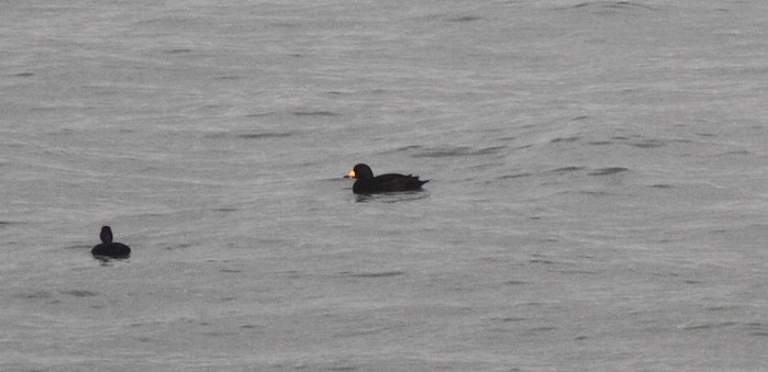 Black Scoter