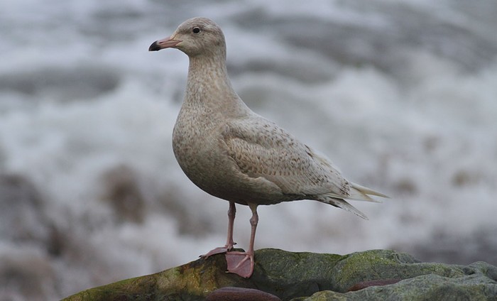 Glaucous Gull