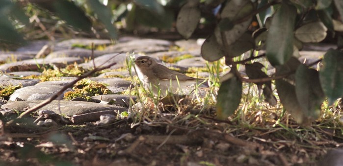 Siberian Chiffchaff