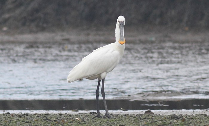 Spoonbill