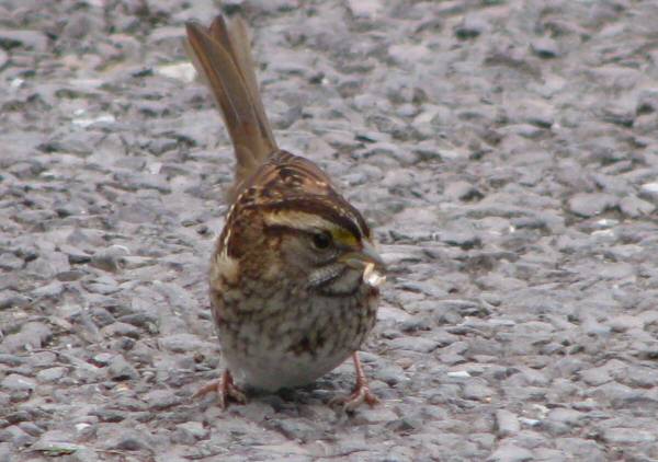 White-throated Sparrow