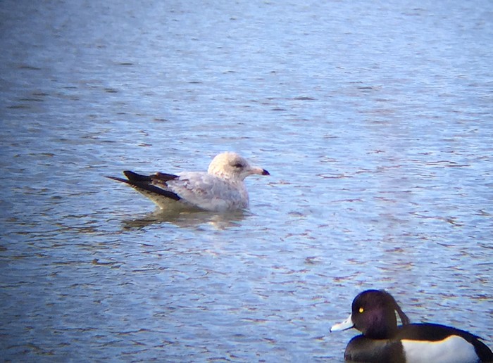 Ring-billed Gull