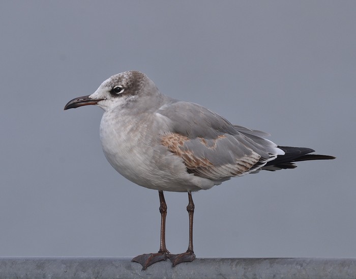 Laughing Gull