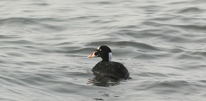 Surf Scoter