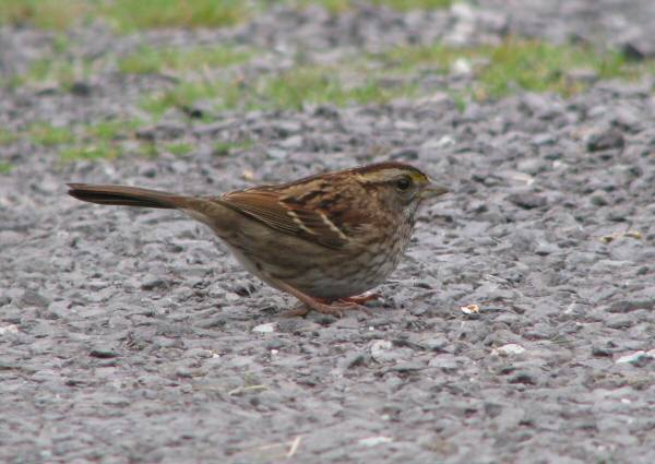 White-throated Sparrow