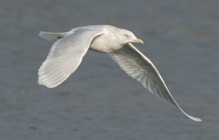 Iceland Gull