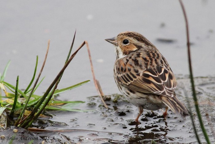 Little Bunting