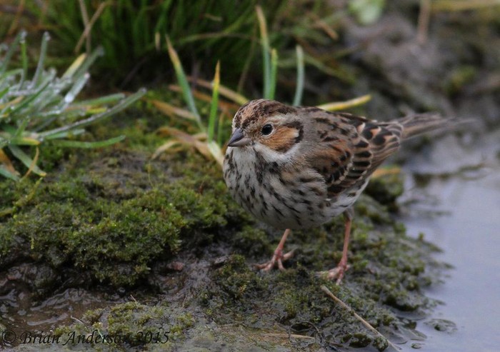 Little Bunting