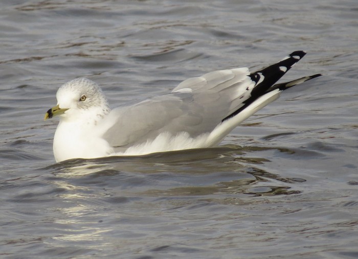 Ring-billed Gull