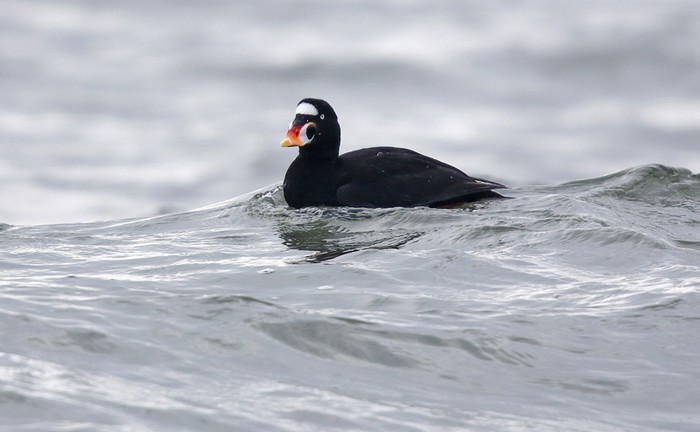 Surf Scoter