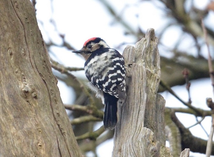 Lesser Spotted Woodpecker