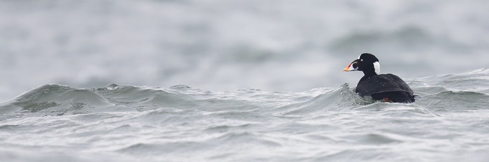 Surf Scoter