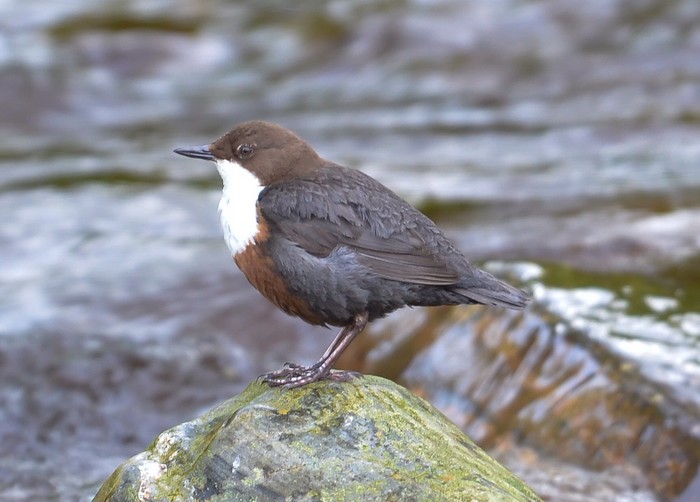 Dipper