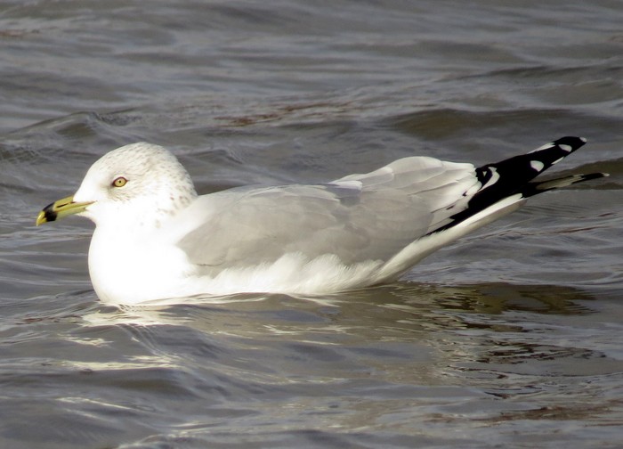 Ring-billed Gull