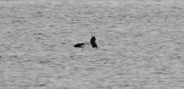 Lesser Scaup