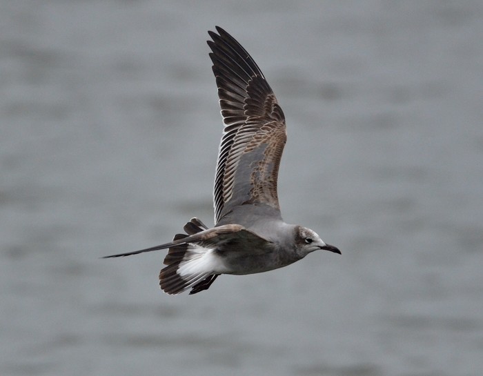 Laughing Gull