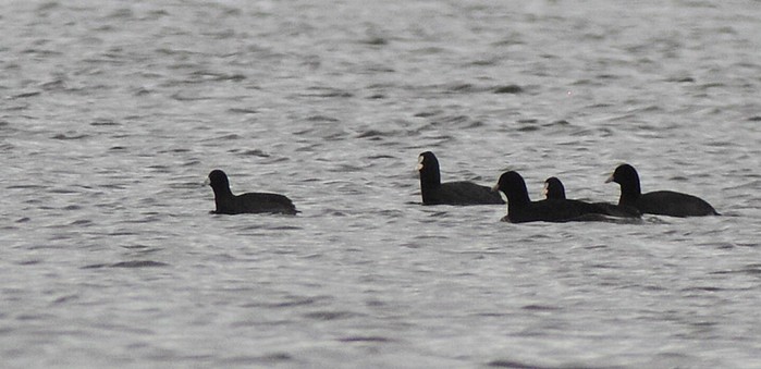 American Coot