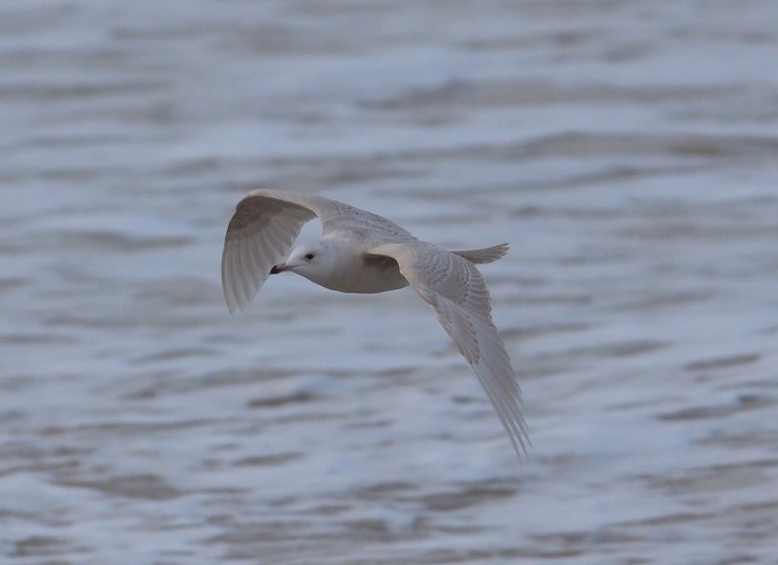 Iceland Gull