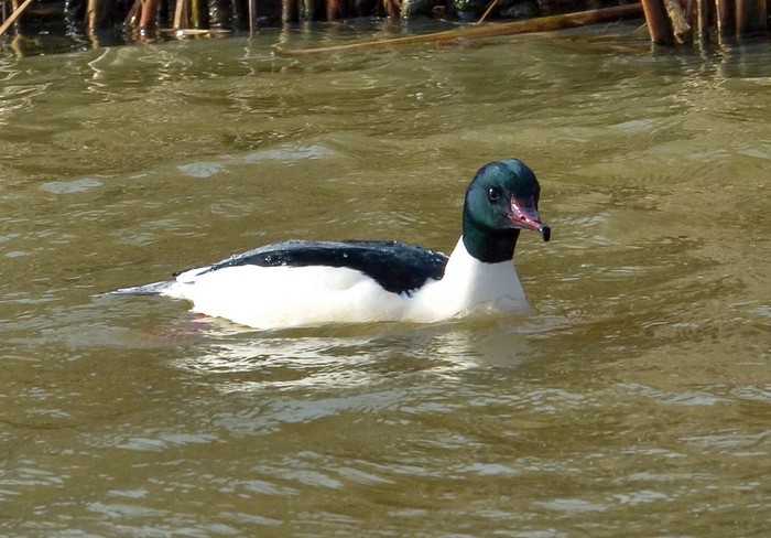Goosander